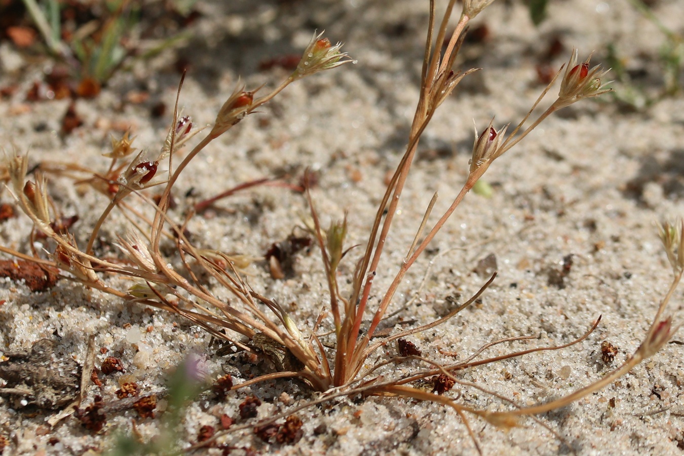 Изображение особи Juncus ambiguus.