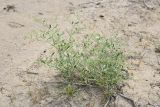 Zygophyllum eichwaldii. Бутонизирующее растение. Узбекистан, Бухарская обл., окр. оз. Тудакуль, закреплённые пески. 4 мая 2022 г.
