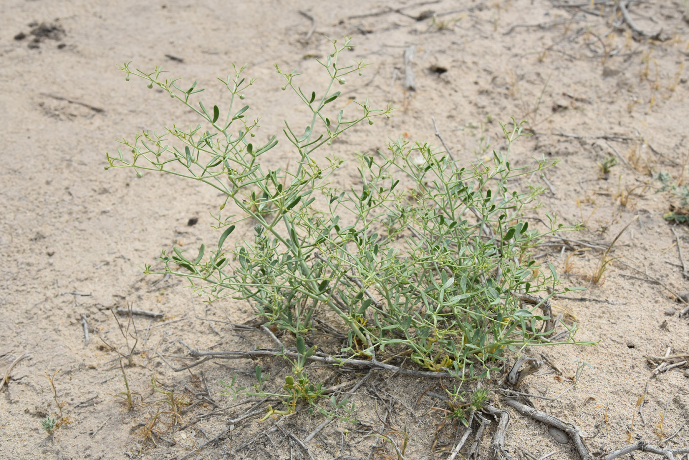 Изображение особи Zygophyllum eichwaldii.