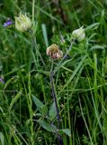 Melandrium latifolium