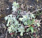 Antennaria canescens