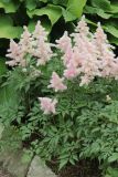 Astilbe japonica