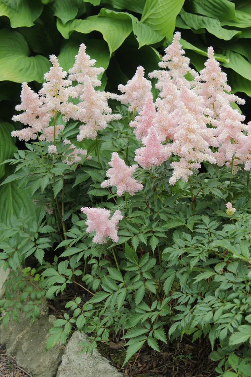 Image of Astilbe japonica specimen.