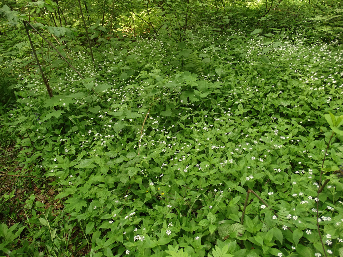 Изображение особи Stellaria nemorum.