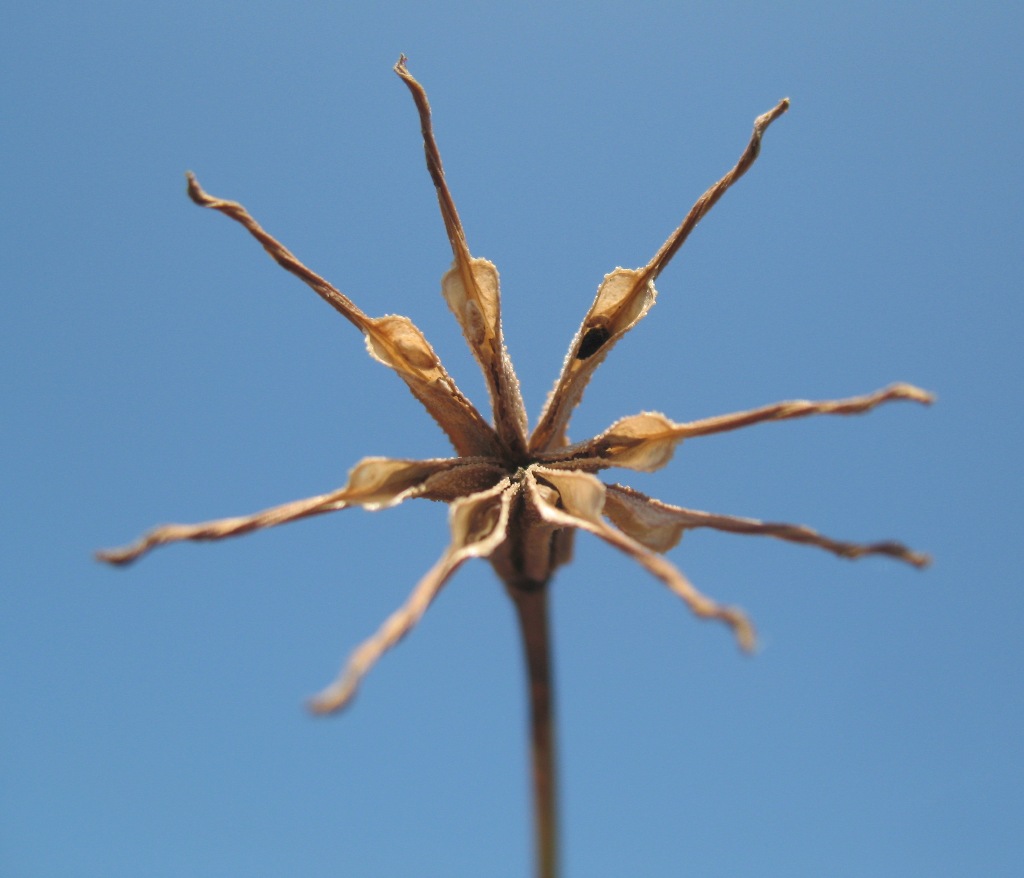 Image of Nigella arvensis specimen.