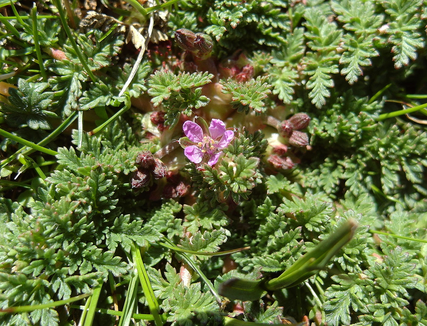 Image of Erodium cicutarium specimen.