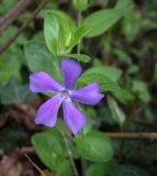 Vinca pubescens