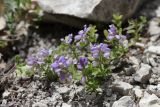 Polygala supina