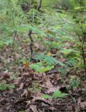 Vicia crocea