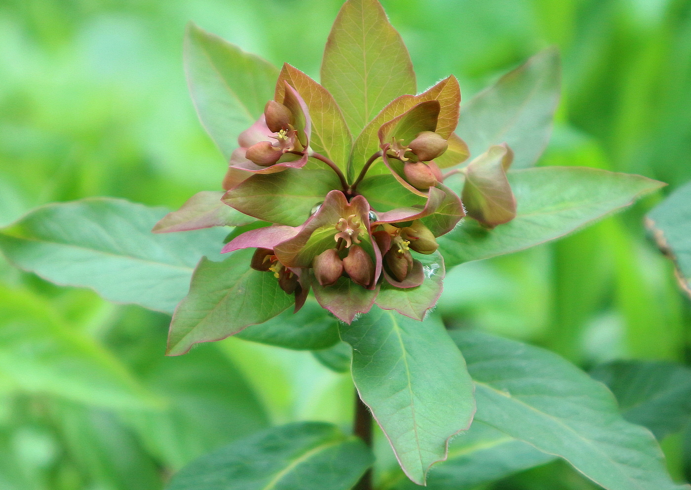 Изображение особи Euphorbia oblongifolia.