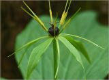 Paris quadrifolia