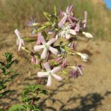 Saponaria officinalis