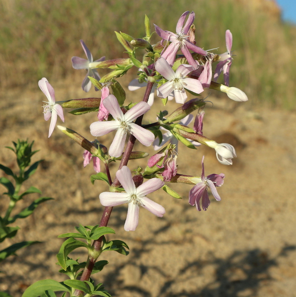 Изображение особи Saponaria officinalis.