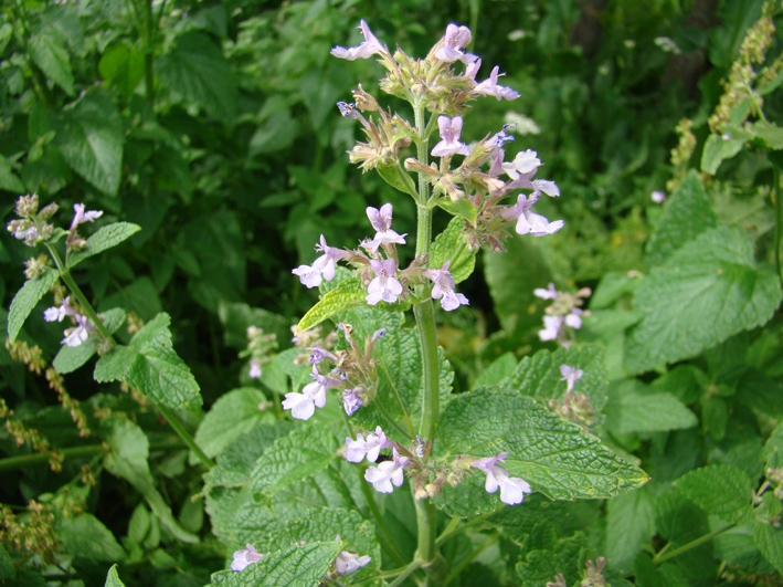 Image of Nepeta formosa specimen.