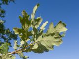 Quercus pubescens