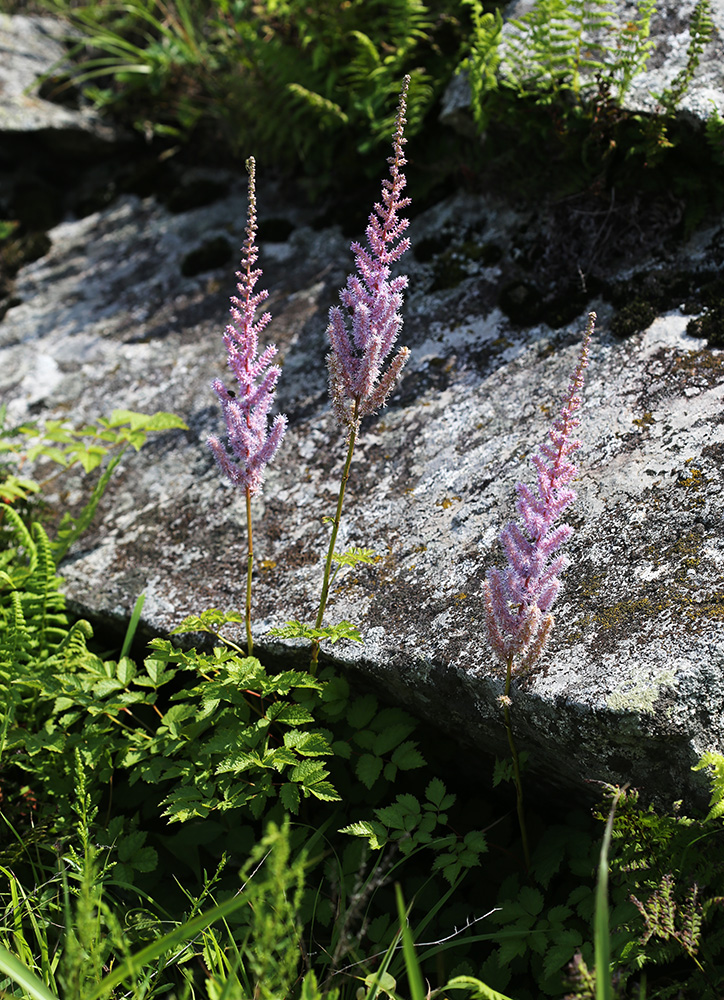Изображение особи Astilbe chinensis.