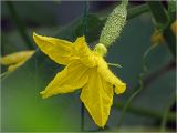 Cucumis sativus