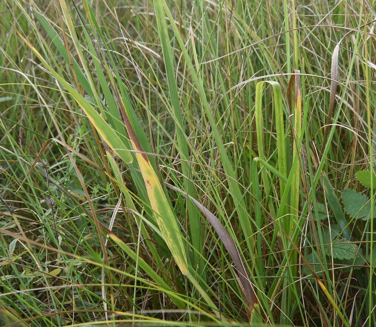 Image of Phleum pratense specimen.