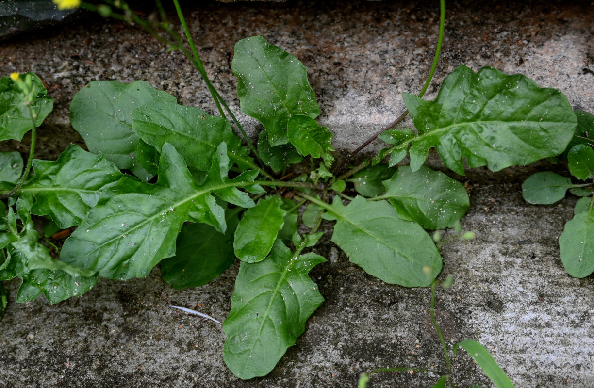 Image of Youngia japonica specimen.