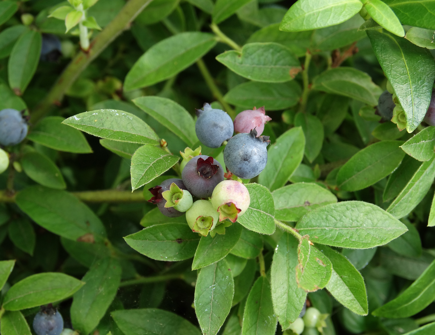 Image of Vaccinium myrtilloides specimen.