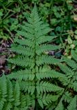 Dryopteris carthusiana