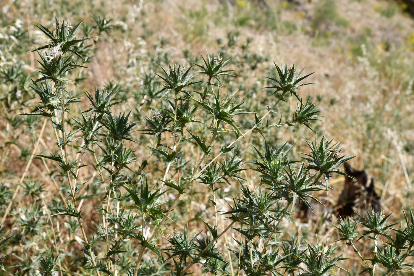 Изображение особи Carthamus lanatus.