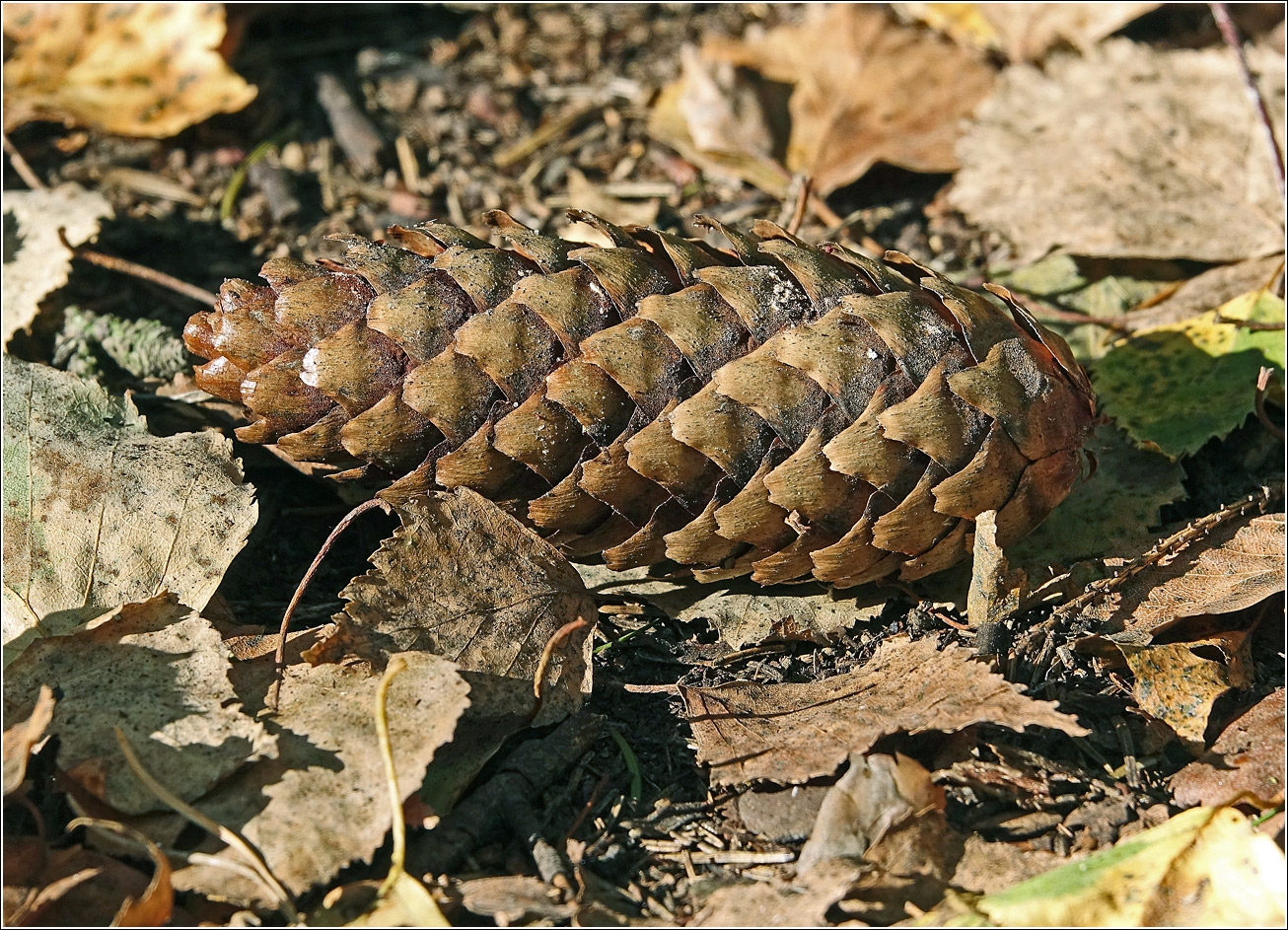 Image of Picea abies specimen.