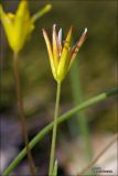 Gagea chrysantha