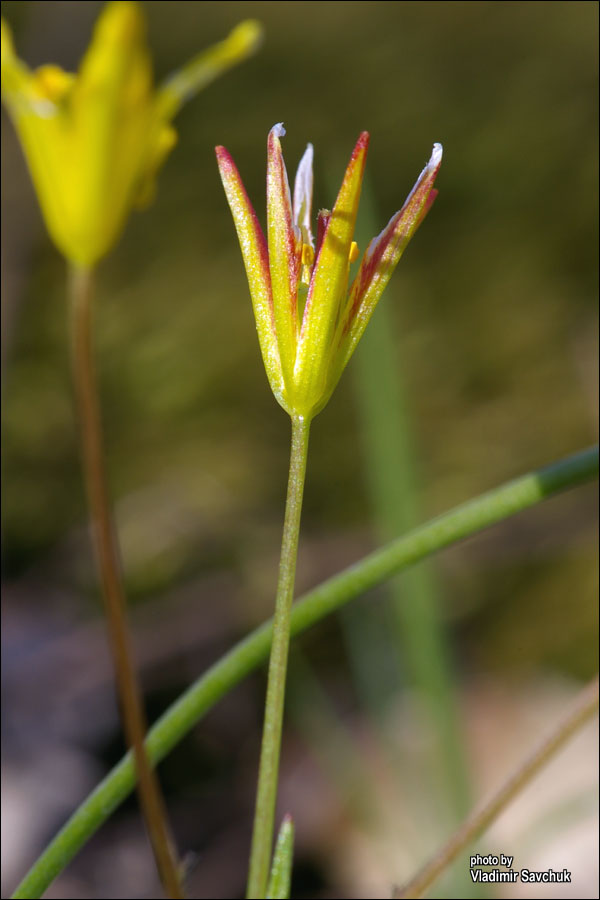 Image of Gagea chrysantha specimen.
