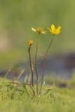 genus Ranunculus. Цветущее растение. Мурманская обл., Ловозерский р-н, Ловозерские тундры, у ручья. 28.07.2013.