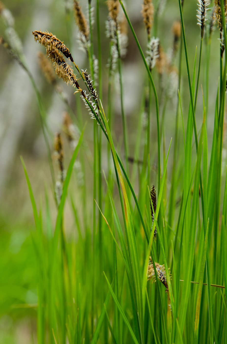 Изображение особи род Carex.