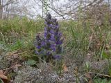 Ajuga orientalis. Цветущее растение. Краснодарский край, Крымский р-н, окр. станицы Неберджаевская, пушистодубово-грабинниковое редколесье на задернованном скальном обнажении из новороссийского флиша. 02.04.2025.