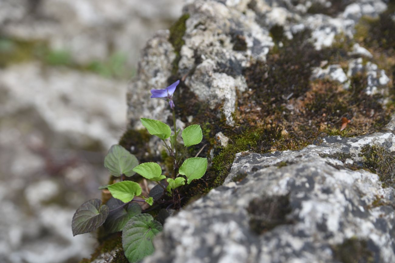 Image of genus Viola specimen.
