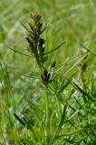 Dracocephalum ruyschiana. Верхушка побега с развивающимся соцветием. Оренбургская обл., Саракташский р-н, Жёлтинский сельсовет, окр. Кандуровского карьера, степь. 28 мая 2024 г.