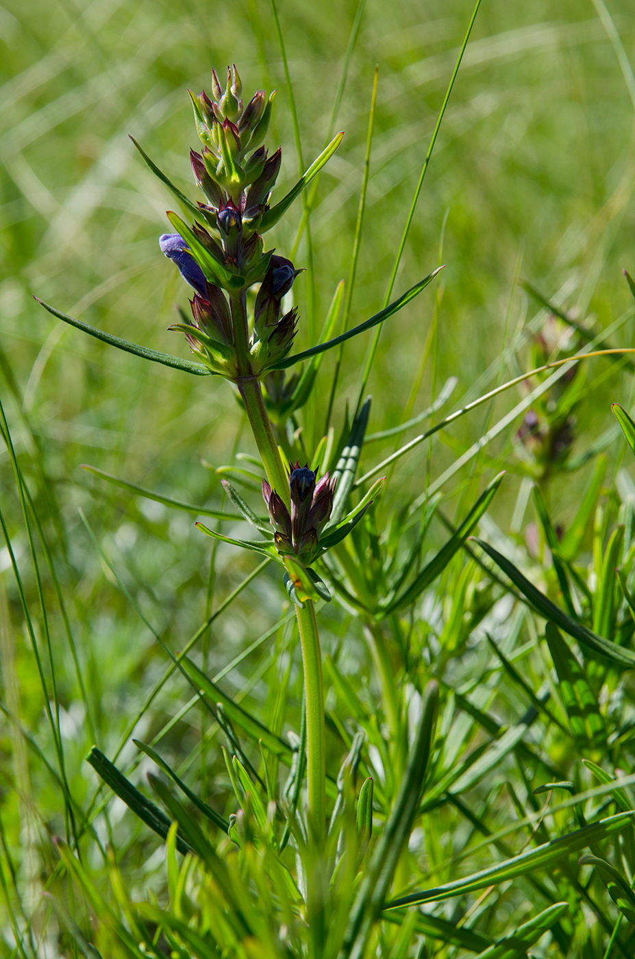 Image of Dracocephalum ruyschiana specimen.
