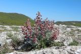 Matthiola odoratissima