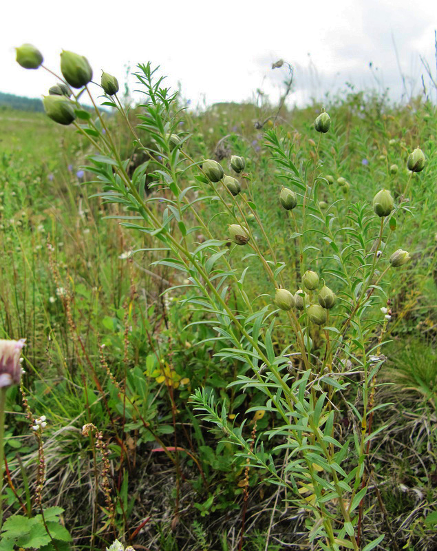 Image of Linum boreale specimen.