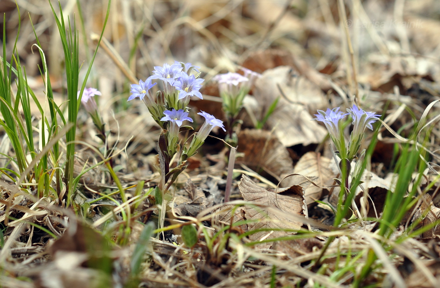 Image of Gentiana zollingeri specimen.