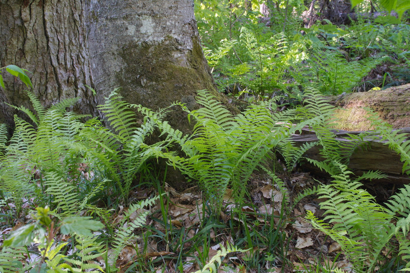 Image of Matteuccia struthiopteris specimen.