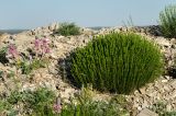 Artemisia salsoloides. Растение с развивающимися соцветиями. Оренбургская обл., Саракташский р-н, Жёлтинский сельсовет, окр. Кандуровского карьера, зарастающий склон карьера. 29 мая 2024 г.
