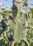 Stachys germanica. Часть побега с развивающимися соцветиями. Краснодарский край, Крымский р-н, окр. ст-цы Неберджаевская, гора Долгая, ≈ 300 м н.у.м., остепнённый луг. 14.05.2025.
