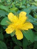 Hypericum calycinum