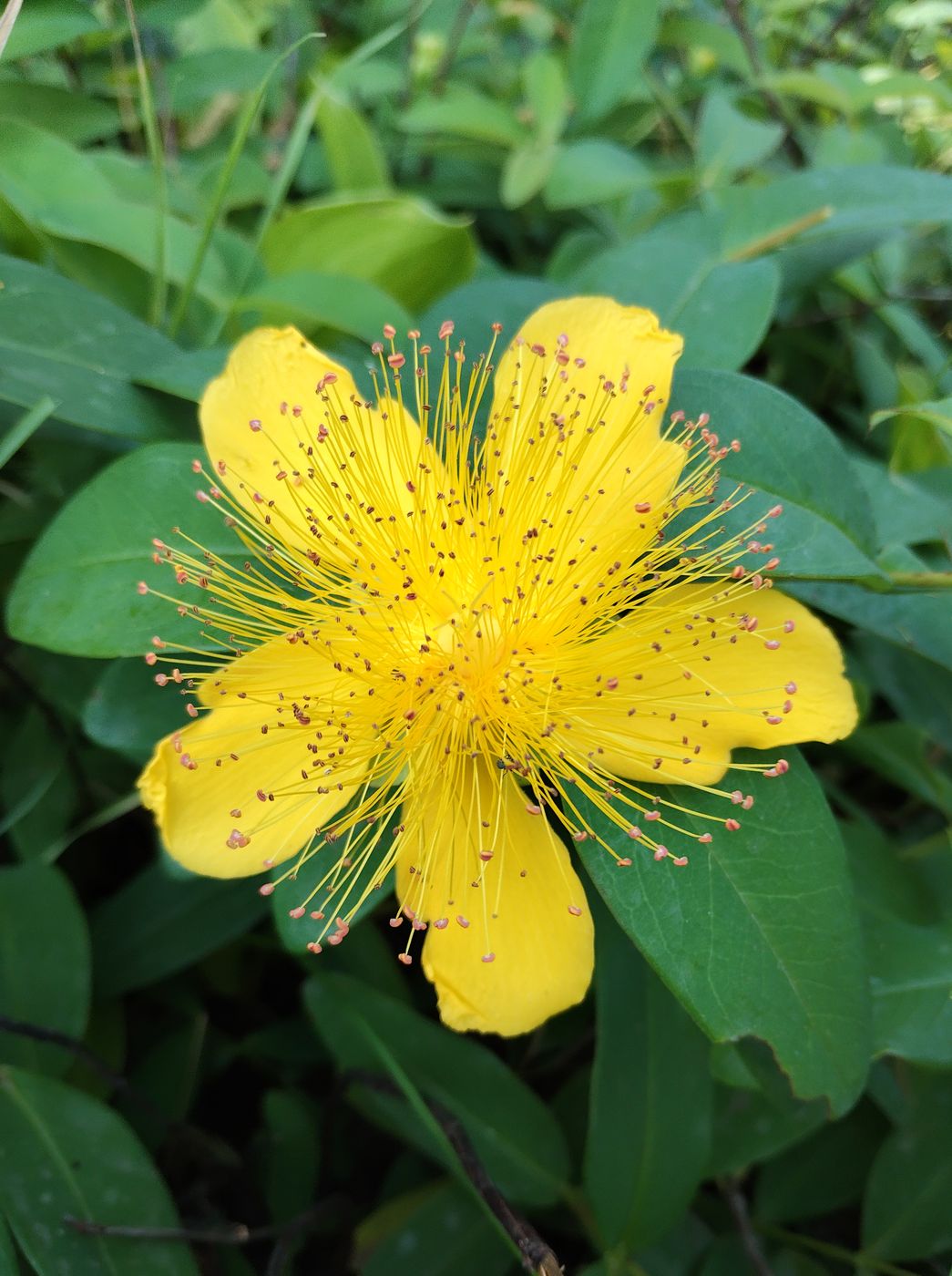 Изображение особи Hypericum calycinum.