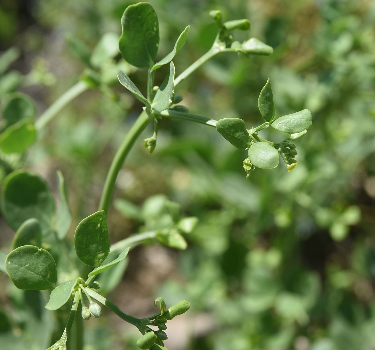 Image of Zygophyllum fabago specimen.