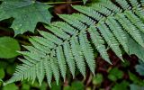 Dryopteris filix-mas