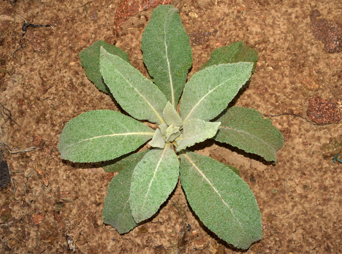 Image of Verbascum songaricum specimen.