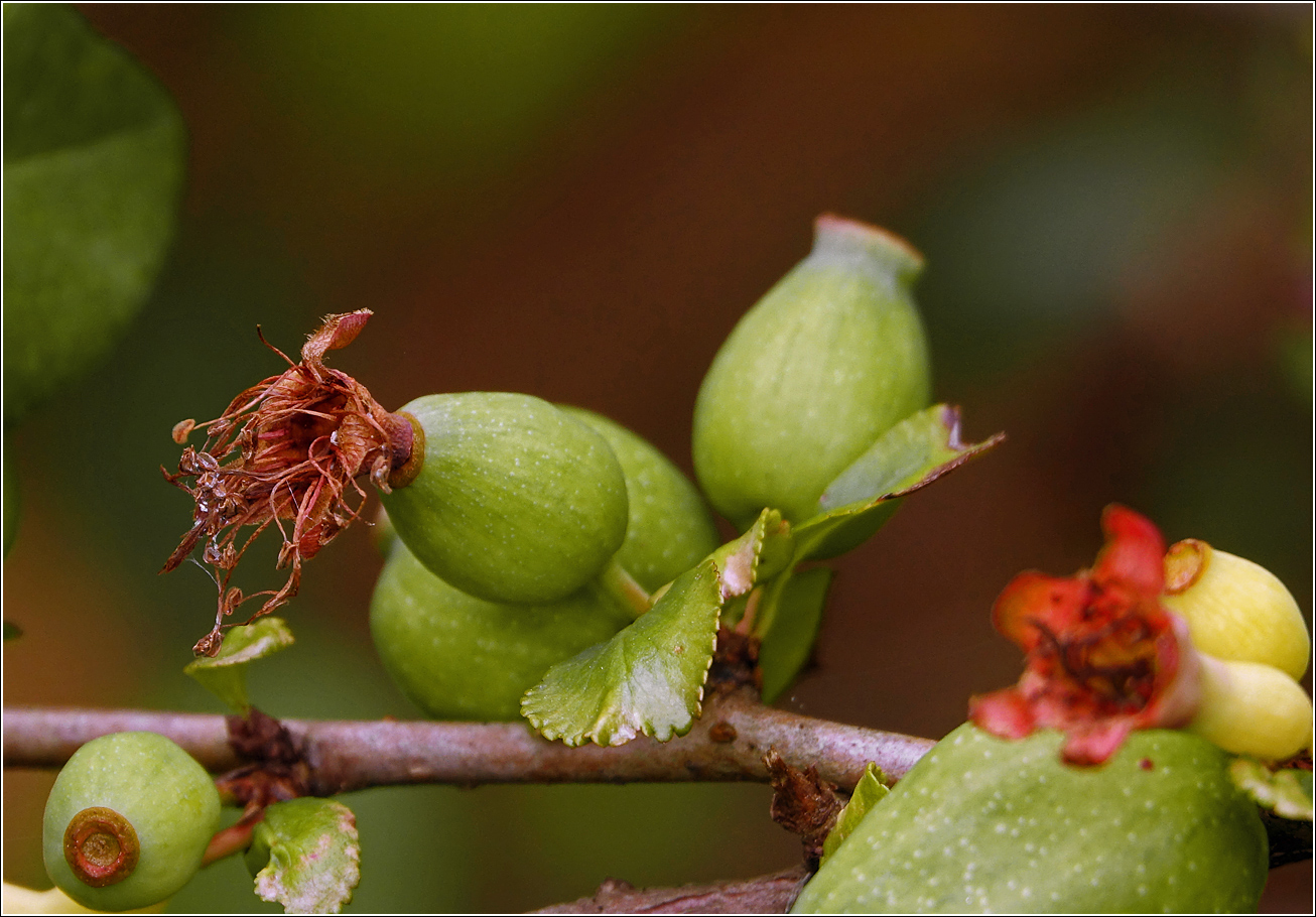 Image of Chaenomeles japonica specimen.