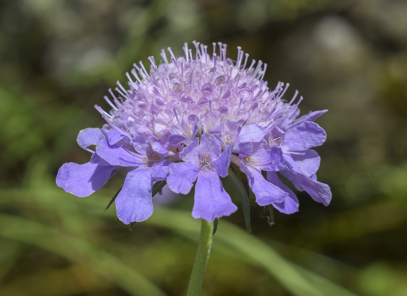 Изображение особи Scabiosa columbaria.