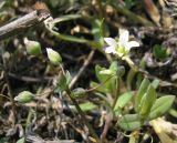 Holosteum umbellatum