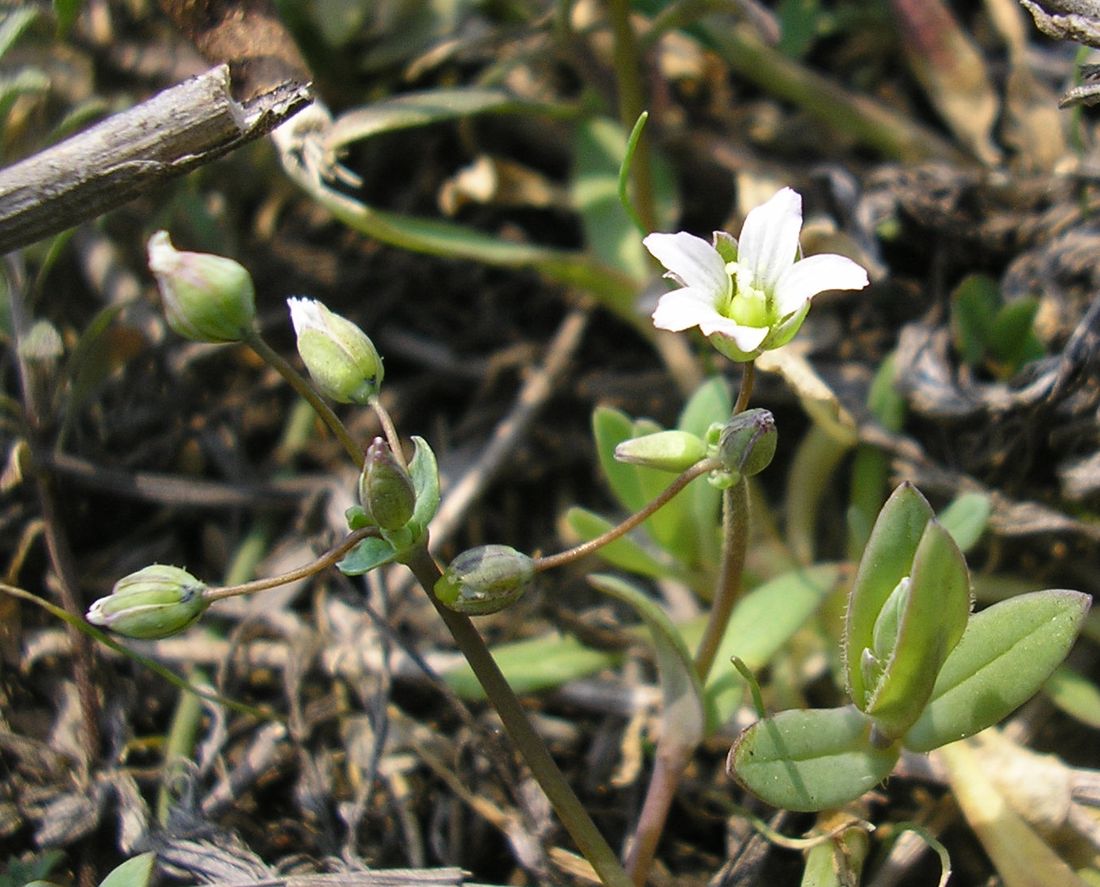 Image of Holosteum umbellatum specimen.